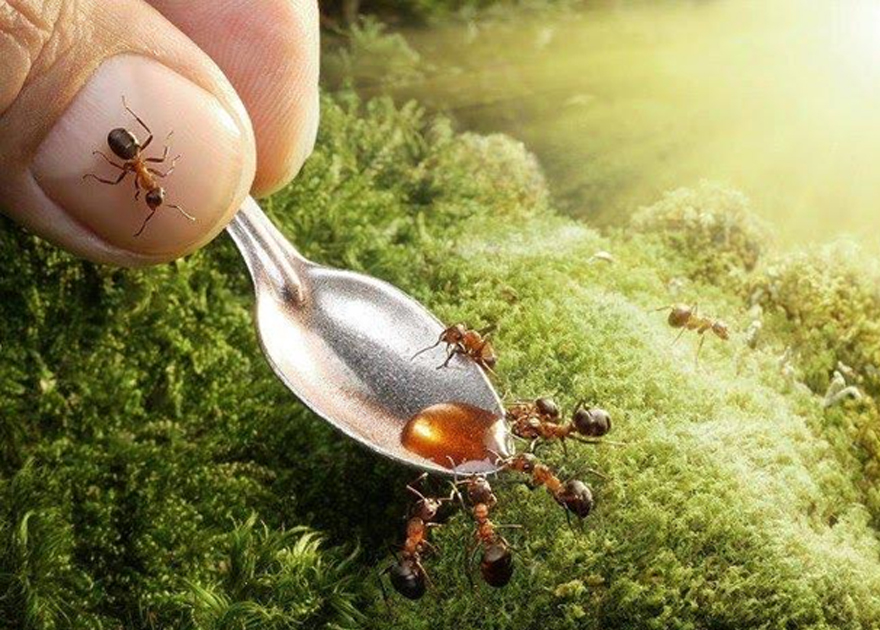 Ants attracted by honey
